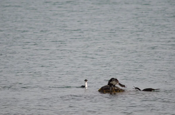 Imperial shags Leucocarbo atriceps no mar . — Fotografia de Stock