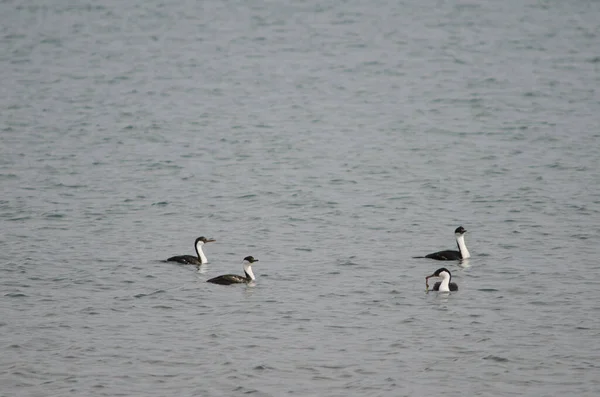 Imperial pieprzy Leucocarbo atriceps na morzu. — Zdjęcie stockowe