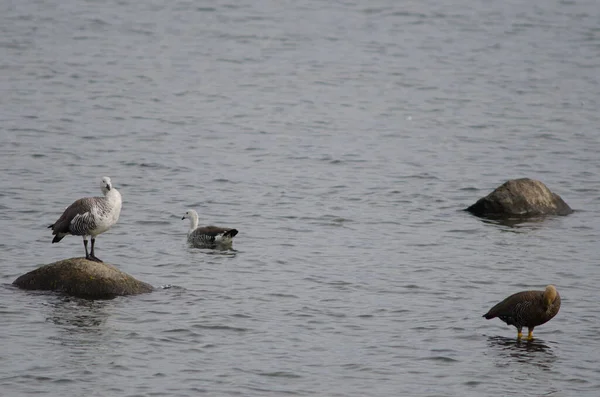 Hochlandgänse Chloephaga picta auf dem Meer. — Stockfoto