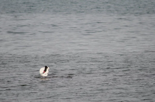 Svarthalsad svan Cygnus melancoryphus på havet. — Stockfoto