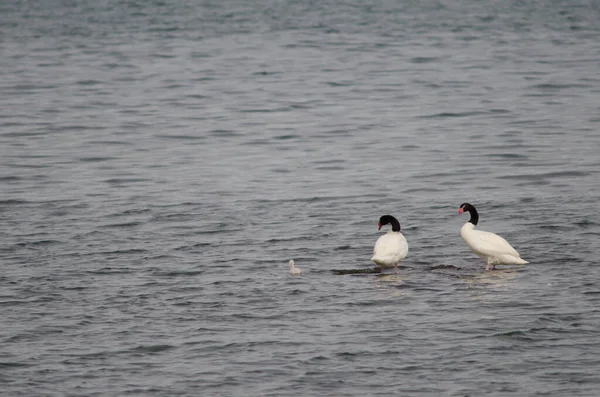 Łabędzie czarnoszyi Cygnus melancoryphus na morzu. — Zdjęcie stockowe