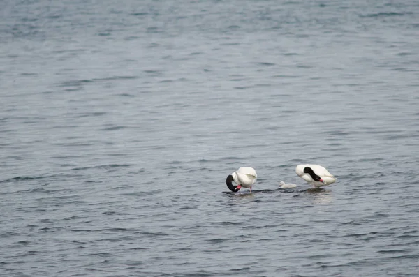 Łabędzie czarnoszyi Cygnus melancoryphus na morzu. — Zdjęcie stockowe