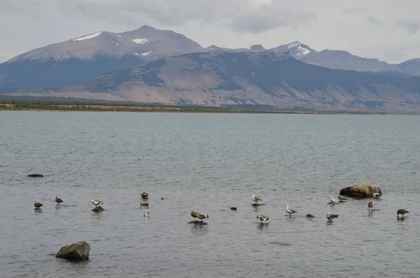 Oies des hautes terres Chloephaga picta sur la mer . — Photo