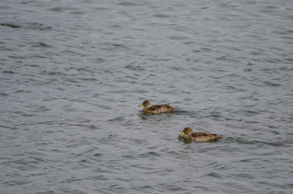 Par de teals chilenos Anas flavirostris flavirostris . — Fotografia de Stock