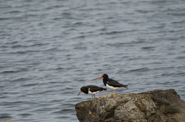 Atrapa ostras magallánicas Haematopus leucopodus sobre una roca . —  Fotos de Stock