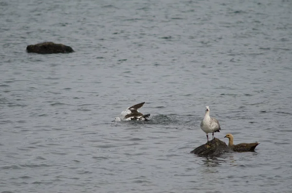 Højlandsgæs Chloephaga picta på havet . - Stock-foto