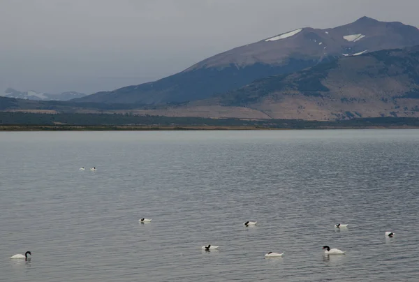 Μαύροι κύκνοι Cygnus melancoryphus στη θάλασσα. — Φωτογραφία Αρχείου