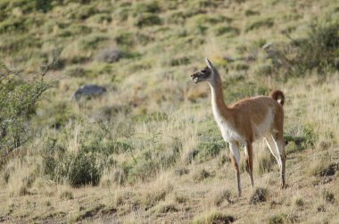 Guanaco Lama Guanicoe Torres del Paine Ulusal Parkı 'nı arıyor..