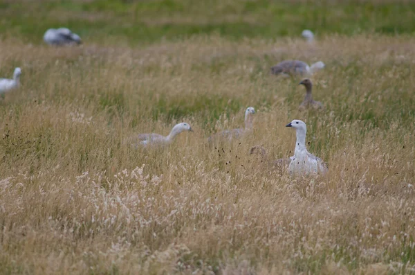 Gansos de montaña Chloephaga picta en un prado . —  Fotos de Stock