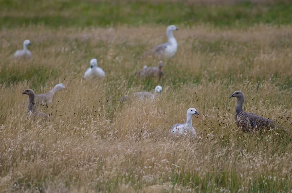 Gansos de montaña Chloephaga picta en un prado . —  Fotos de Stock