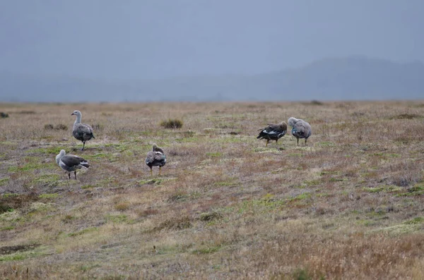 Upland Geese Chloephaga picta σε ένα λιβάδι. — Φωτογραφία Αρχείου