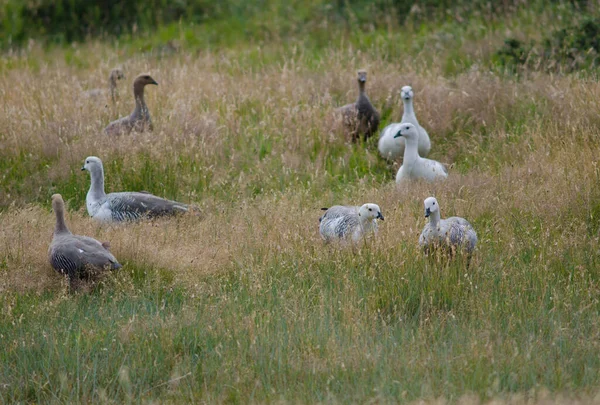Upland Geese Chloephaga picta in a meadow. — 图库照片
