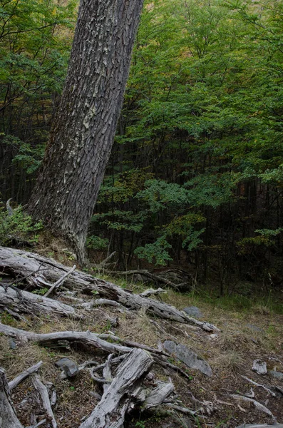 Bosque en el Parque Nacional Torres del Paine . —  Fotos de Stock