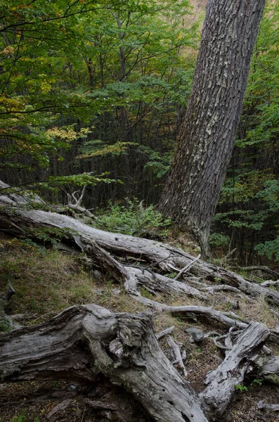 Bosque en el Parque Nacional Torres del Paine . —  Fotos de Stock