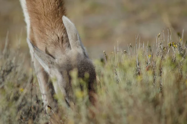 Detalhe de um guanaco Lama guanicoe pastando . — Fotografia de Stock