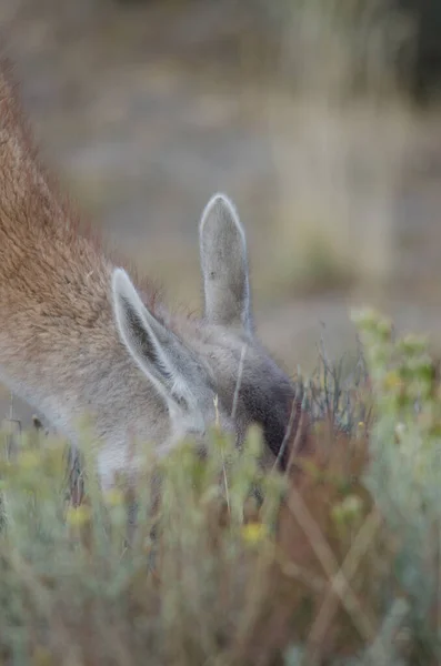 Dettaglio di un guanaco Lama guanicoe al pascolo . — Foto Stock