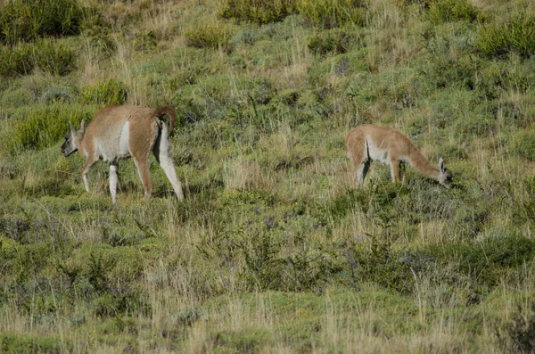 Mulher e filhote de guanaco Lama guanicoe pastoreio . — Fotografia de Stock