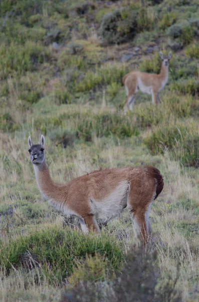 Mulher e filhote de guanaco Lama guanicoe . — Fotografia de Stock