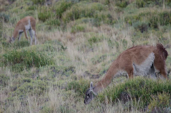 Hembra y cachorro de guanaco Lama guanicoe pastoreo . —  Fotos de Stock