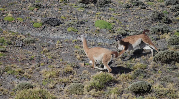 과나코 라마 구아 니코의 수컷들 이 토레스델 페인 국립 공원에서 싸우고 있다. — 스톡 사진