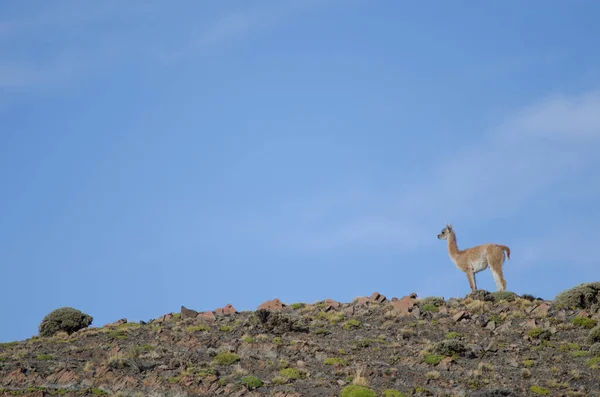 Cub of guanaco Lama guanicoe in the Torres del Paine National Park. — Stock Photo, Image