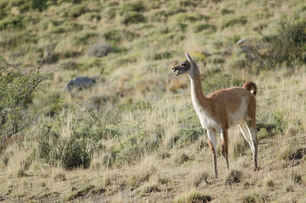 Guanaco Lama Guanicoe volá v národním parku Torres del Paine. — Stock fotografie