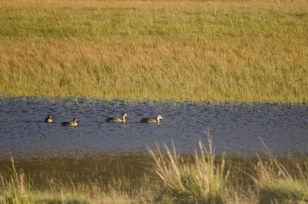 Teals chilenos Anas flavirostris flavirostris em uma lagoa . — Fotografia de Stock