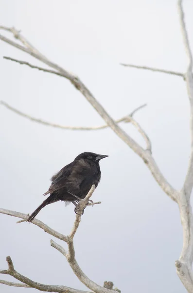 Man glänsande cowbird Molothrus bonariensis uppe på gren. — Stockfoto