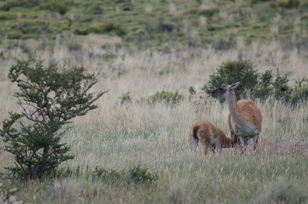 Cub guanaco Lama guanicoe chupando de sua mãe . — Fotografia de Stock