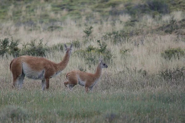 Vrouwelijke guanaco Lama guanicoe met zijn welp. — Stockfoto