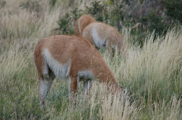 グアナコスラマguanicoe牧草地で放牧. — ストック写真