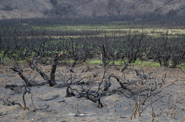 Burned scrubland in the forest fire of 2011-2012. — Stock Photo, Image