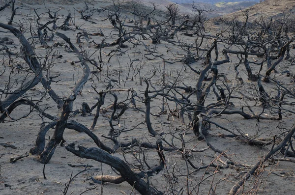 Burned bushes in the forest fire of 2011-2012. — Stock Photo, Image