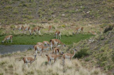 Torres del Paine Ulusal Parkı 'nda guanacos sürüsü.