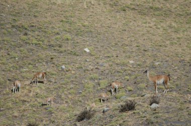 Torres del Paine Ulusal Parkı 'nda Guanacos.