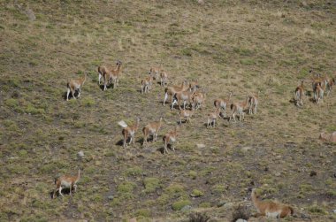 Torres del Paine Ulusal Parkı 'nda guanacos sürüsü.