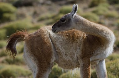 Torres del Paine Ulusal Parkı 'nda Guanaco.