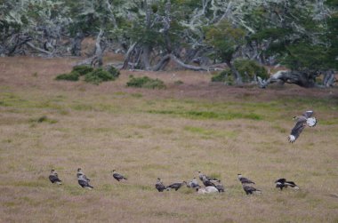 Güney ibikli leşler bir koyunun leşlerini yiyorlar..