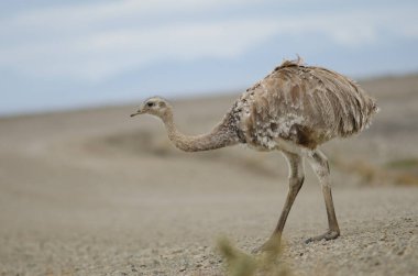 Darwin Rhea Pennata, Pecket Limanı Rezervinde..