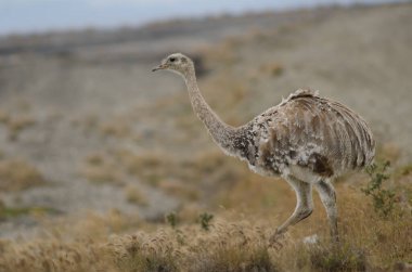 Darwin Rhea Pennata, Pecket Limanı Rezervinde..