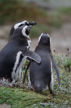 Otway Sound ve Penguen Rezervinde Macellan pengueni.