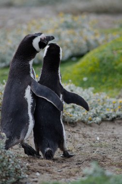 Otway Sound ve Penguen Rezervinde Macellan pengueni.
