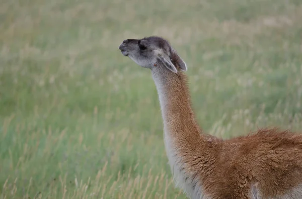 Guanaco Lama guanicoe luktar på en äng. — Stockfoto