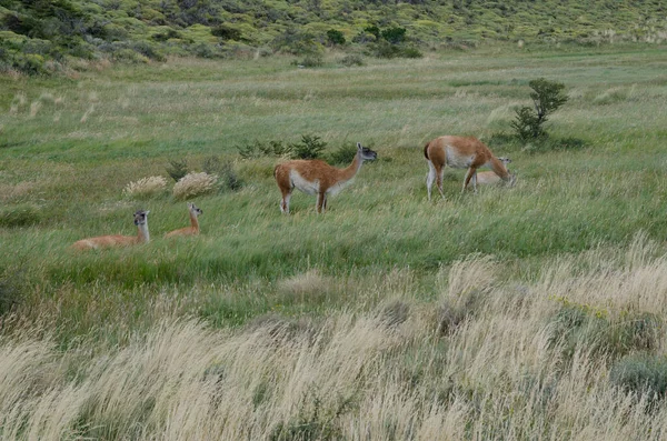 Fêmeas guanacos Lama guanicoe com seus filhotes . — Fotografia de Stock