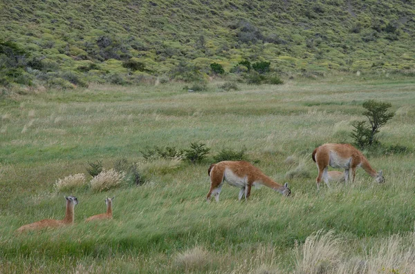 Fêmeas guanacos Lama guanicoe com seus filhotes . — Fotografia de Stock