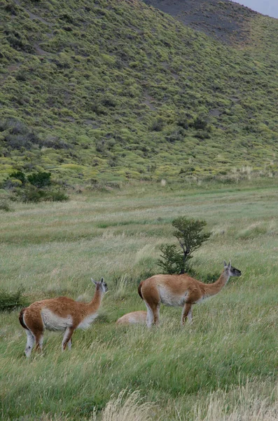 Guanacos in Torres del Paine National Park. — Stock Photo, Image