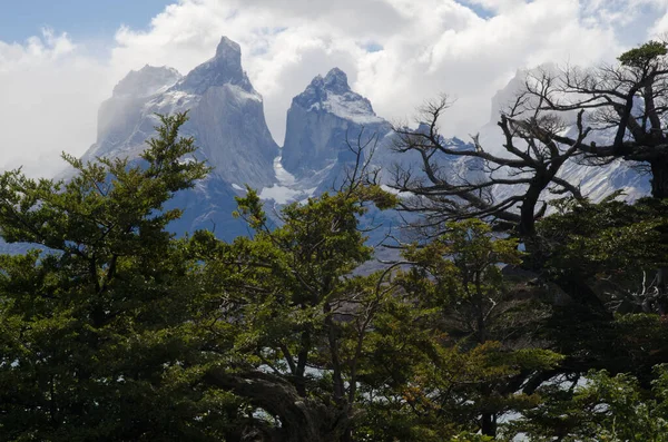 Schmerzhafte Hörner im Nationalpark Torres del Paine. — Stockfoto