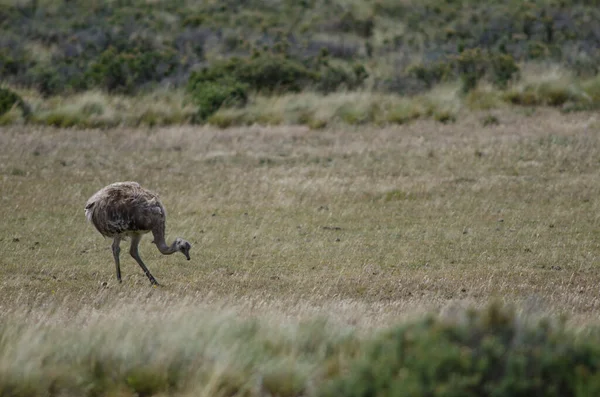 Darwin rhea Rhea pennata élelmet keres. — Stock Fotó