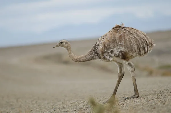 Darwins rhea Rhea pennata dans la réserve de Pecket Harbour . — Photo