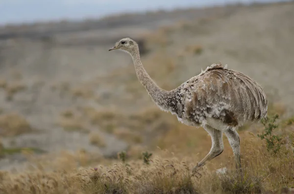 Darwin Rhea Rhea pennata v rezervaci Pecket Harbour. — Stock fotografie